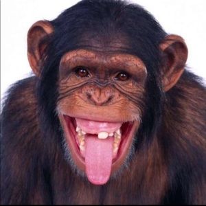 Meet your Posher, Dracey